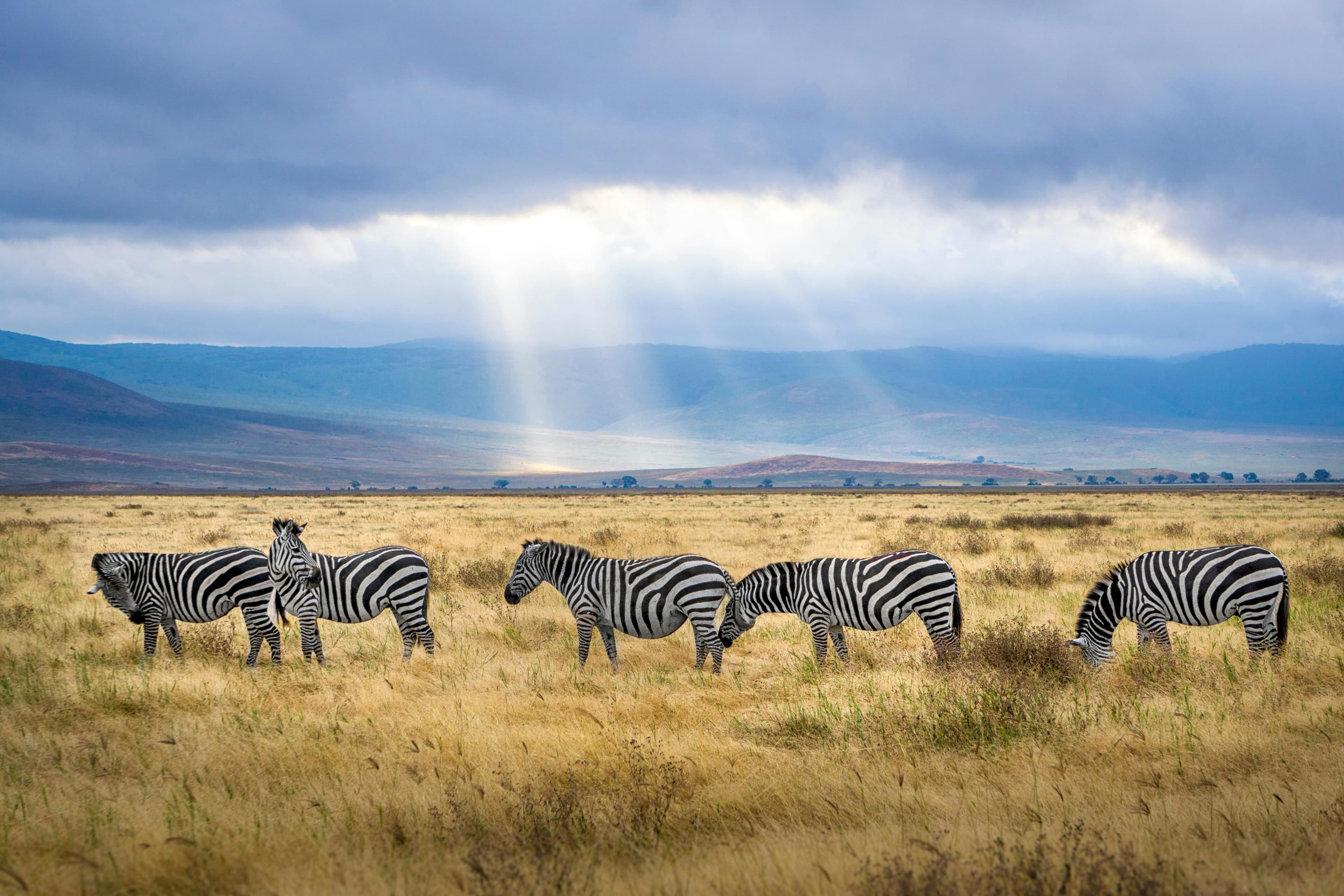5 Days Tanzania Mid-range Safari